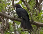 kokila i.e. cuckoo