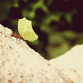 ant carrying big leaf